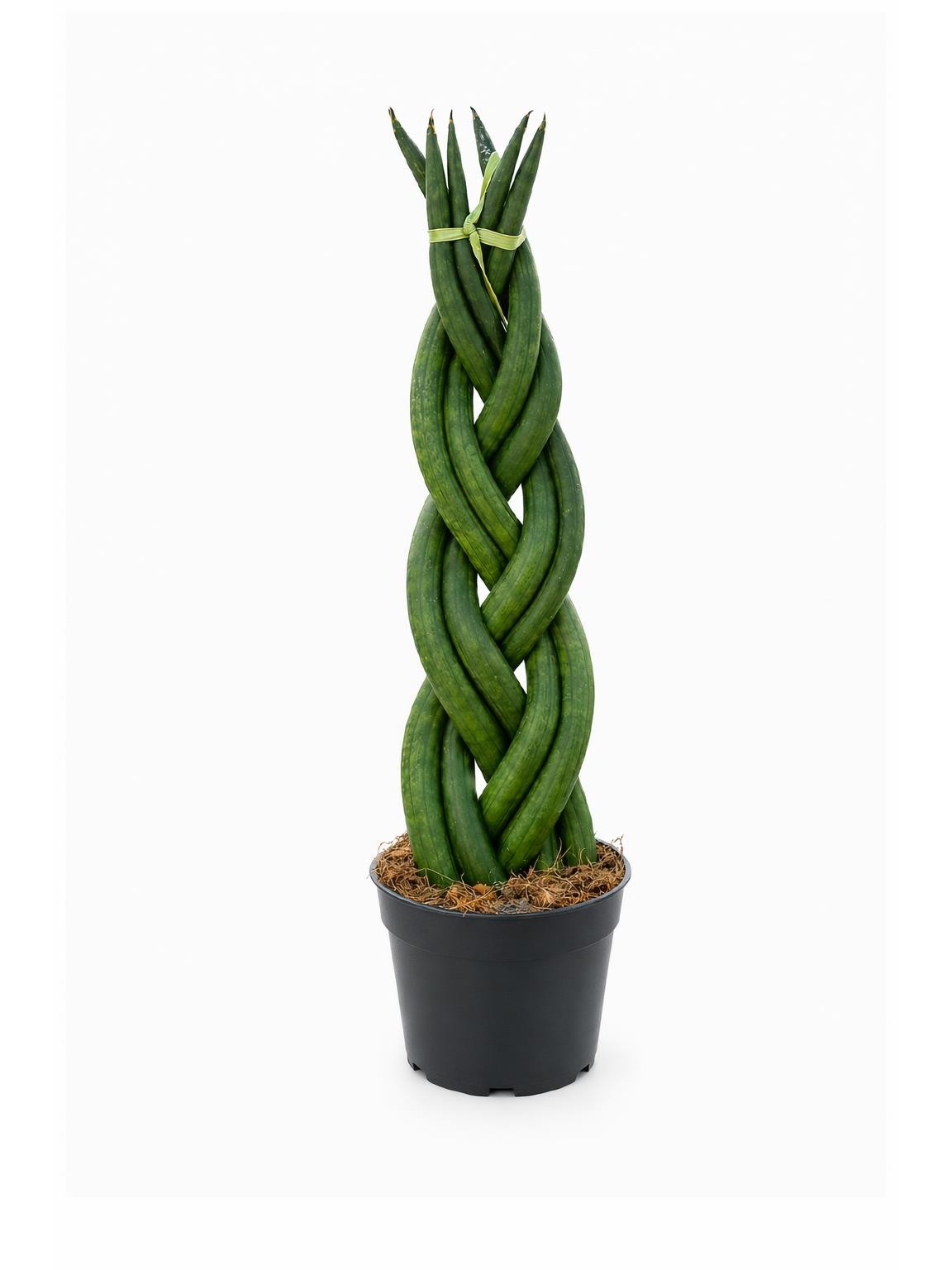 Sansevieria cylindrica pletená