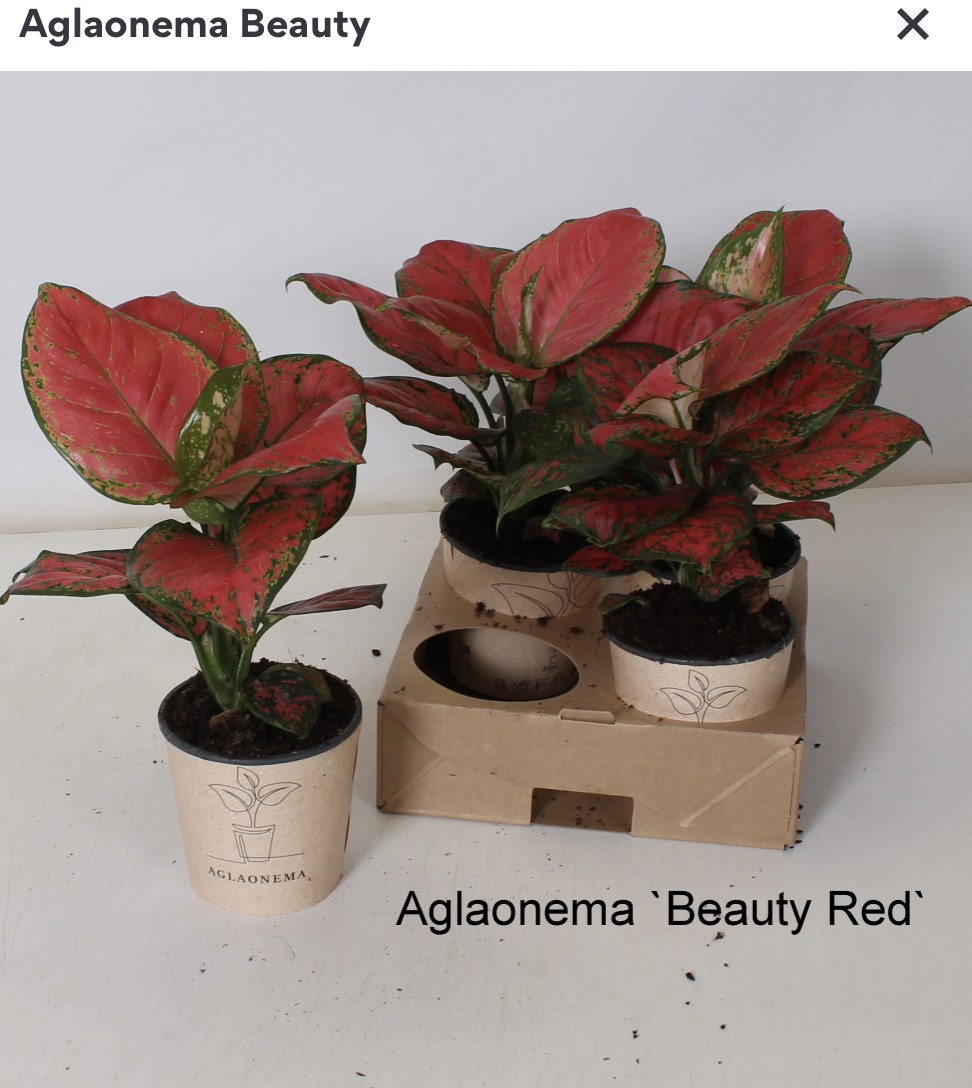 Aglaonema mix 12 cm