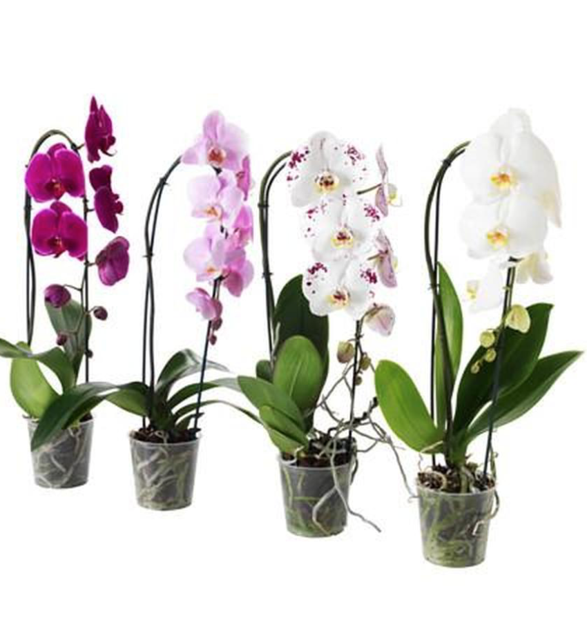 Kaskádová orchidej Phalaenopsis – mix barev
