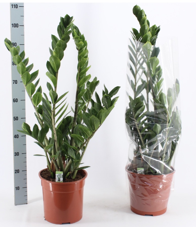 Zamioculcas vysoký 1 metr