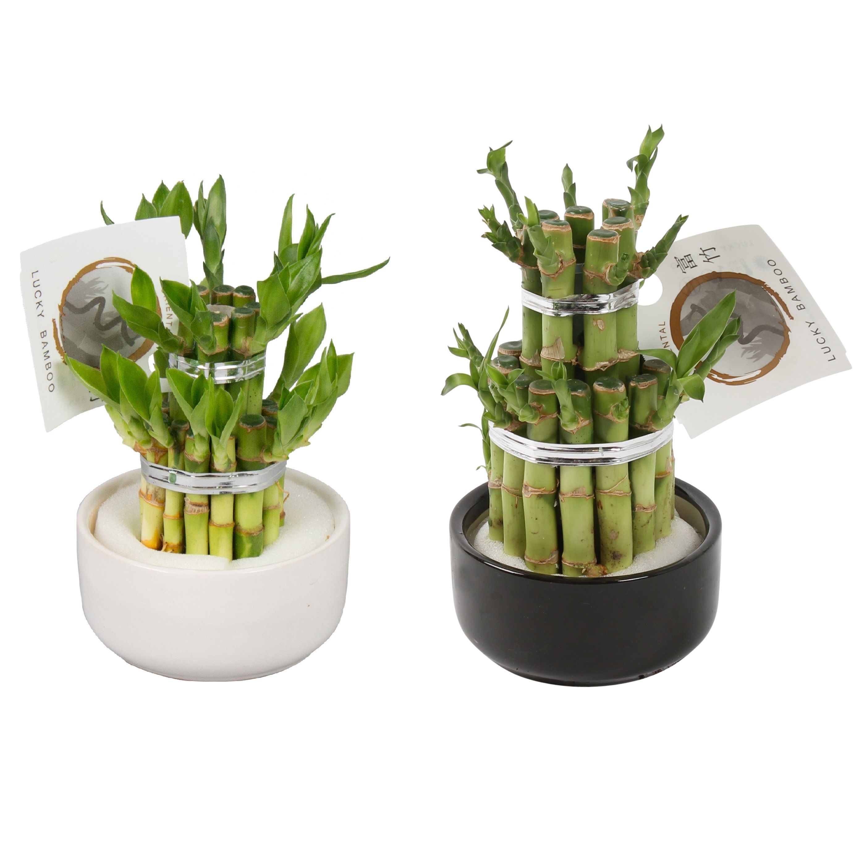 Lucky bambus – Dracaena sanderiana