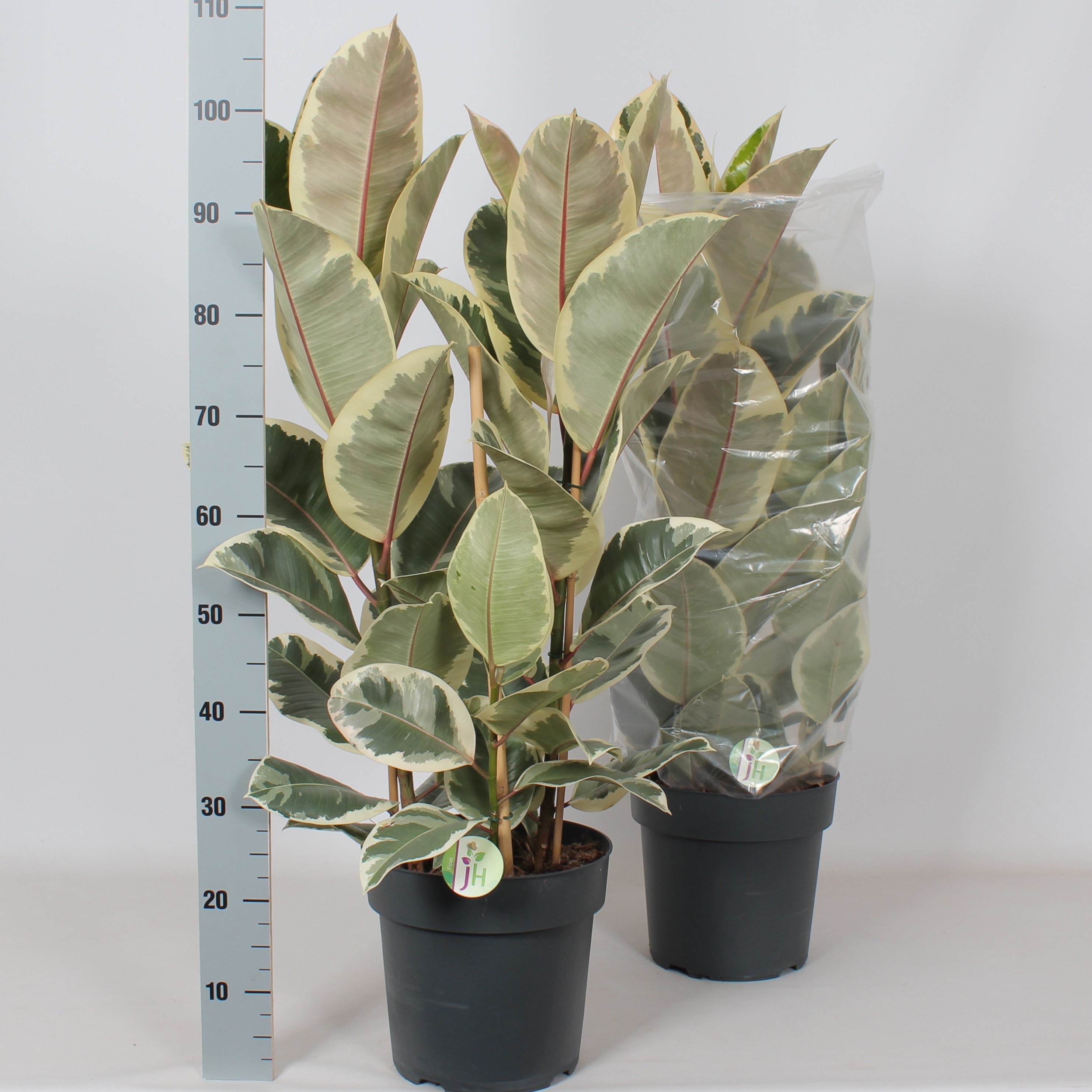 Ficus Tineke – elegantní mramorovaný kaučukovník