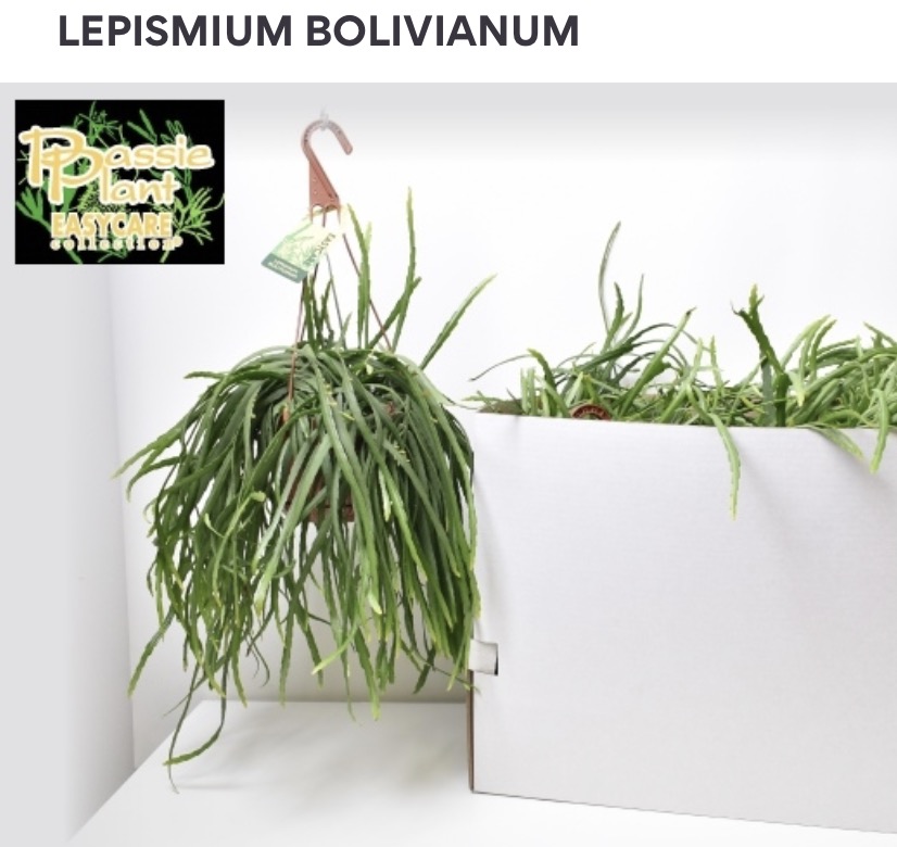 Lepismium bolivianum závěsná rostlina