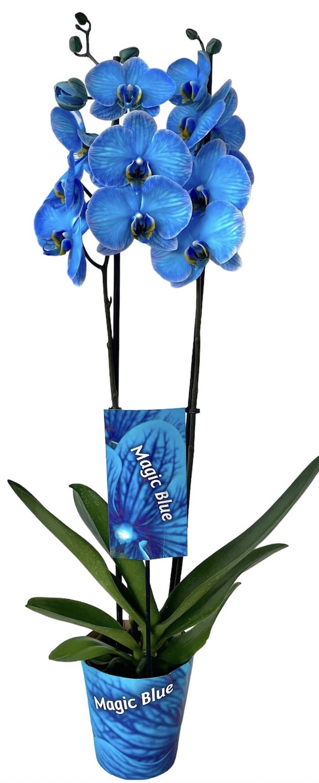 Modrá orchidej Phalaenopsis Magic Blue