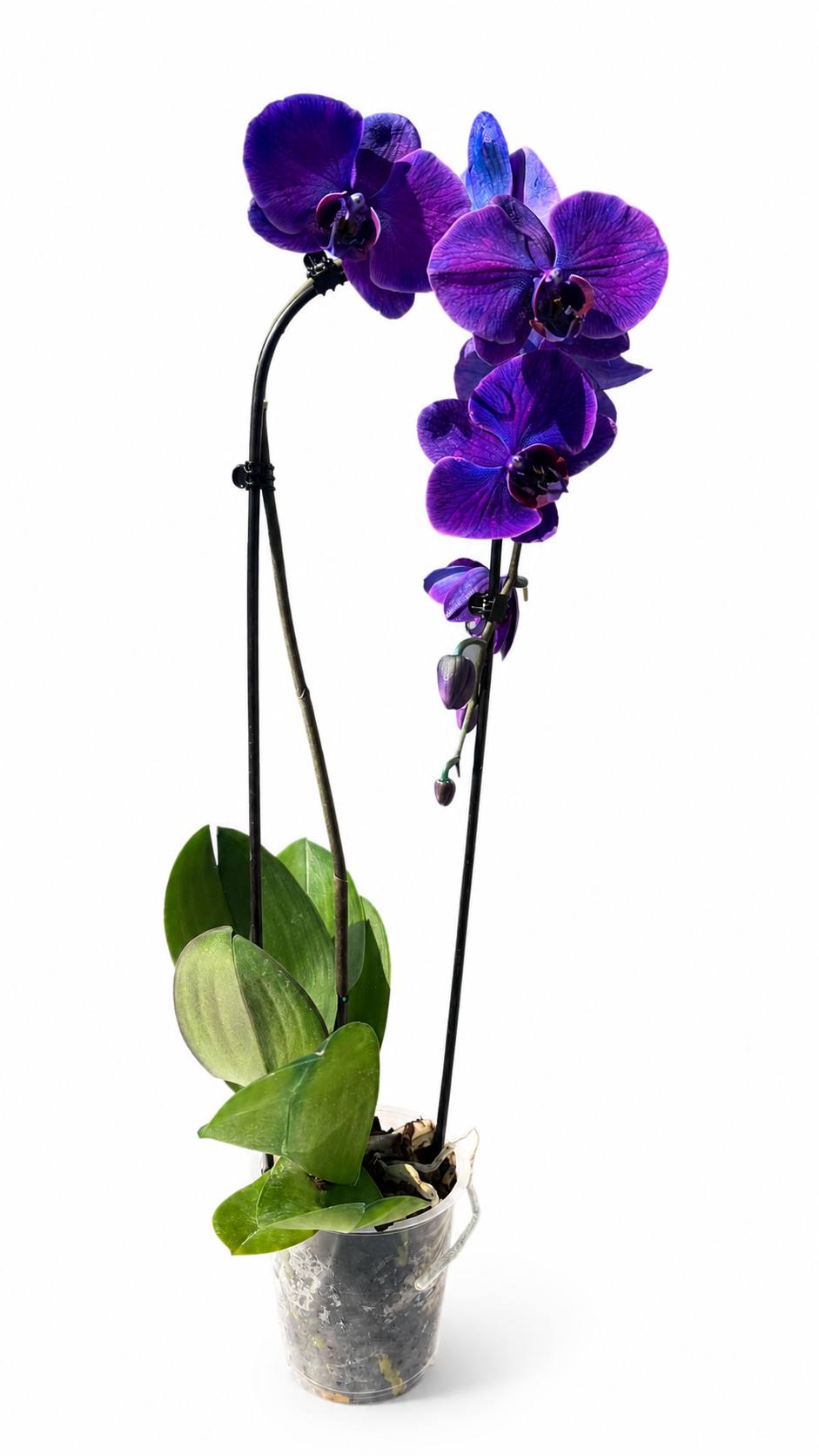 Modrá orchidej Cascade
