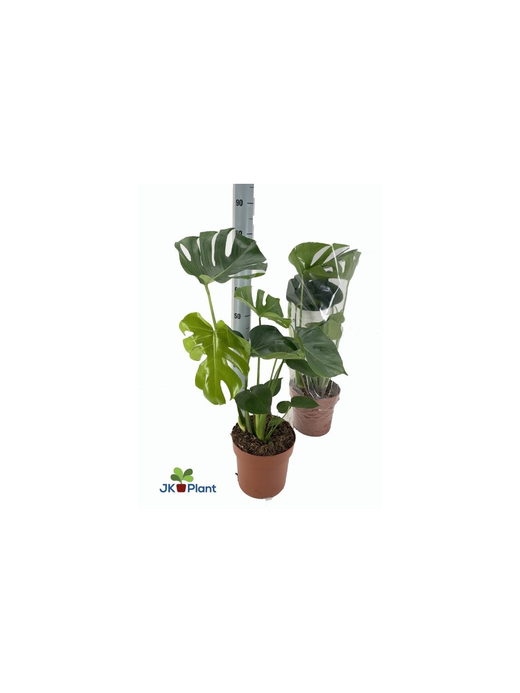 Monstera deliciosa – декоративна кімнатна рослина