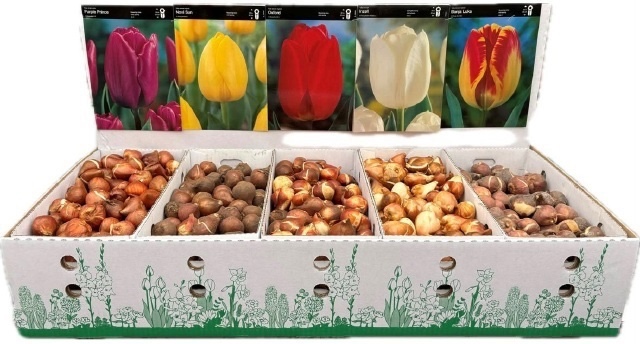 Cibulky holandských tulipánů v mixu barev