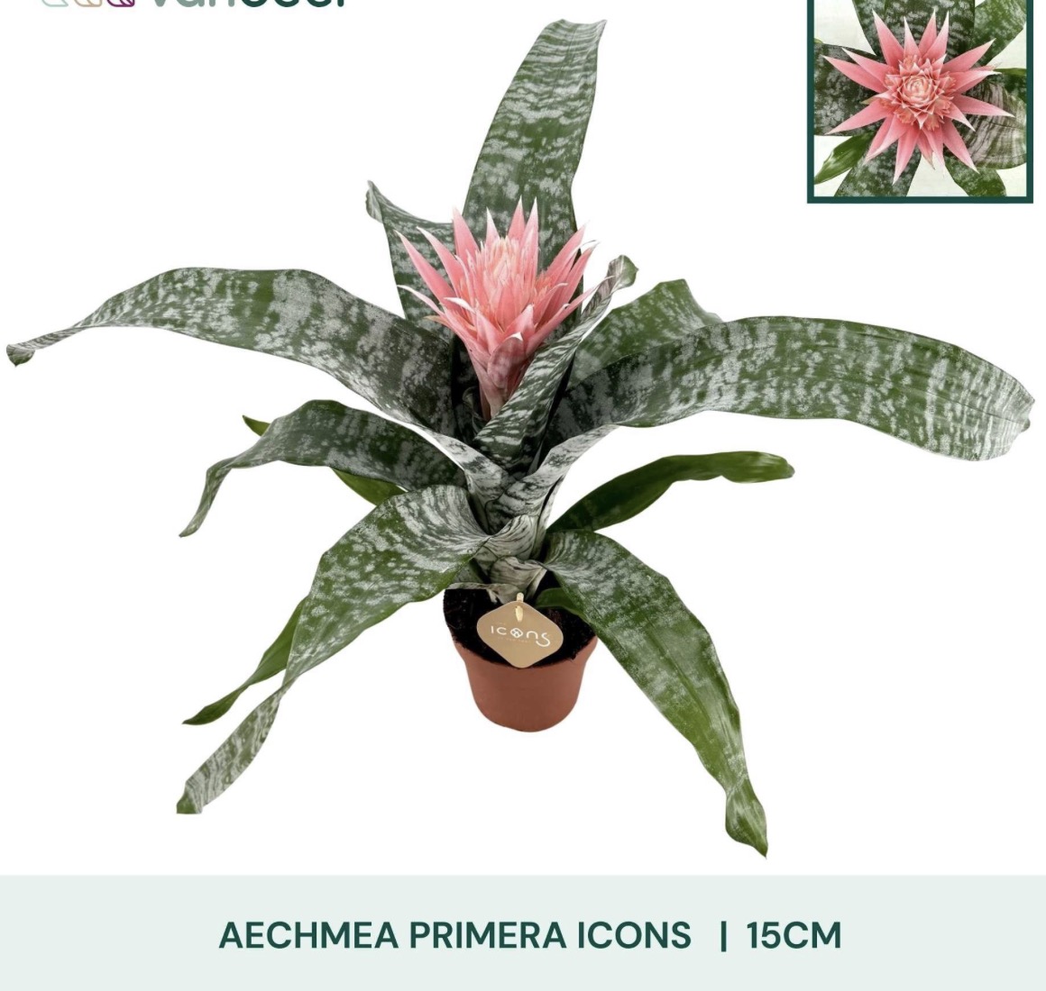 Aechmea fasciata 'Primera' – pokojová bromélie