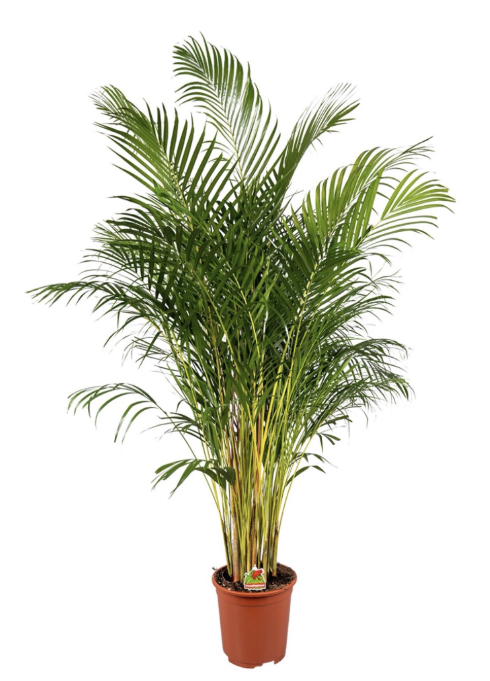 Dypsis Lutescens P27cm ,(Areca)