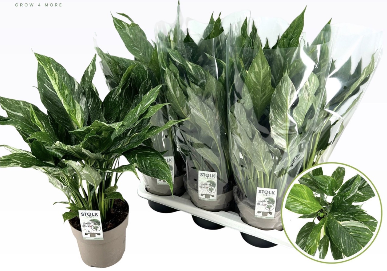 Lopatkovec Spathiphyllum Diamond – panašované listy