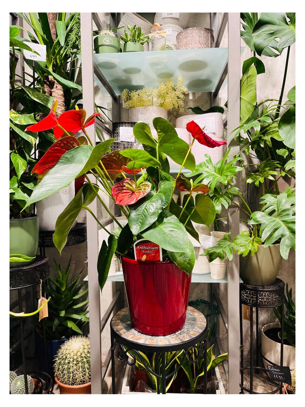 Anthurium hrnková
