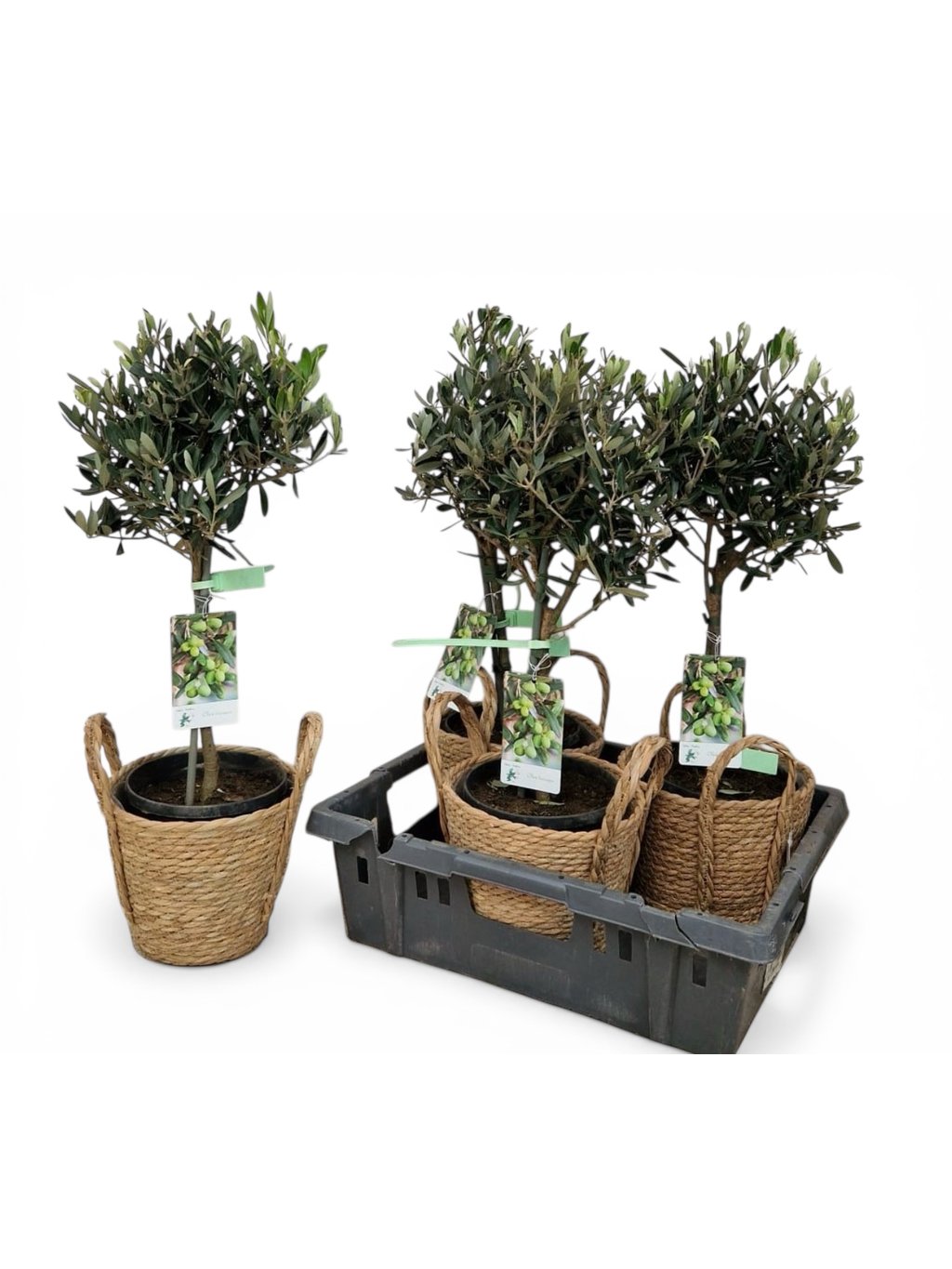 Mediterranean Olive Tree in a Pot