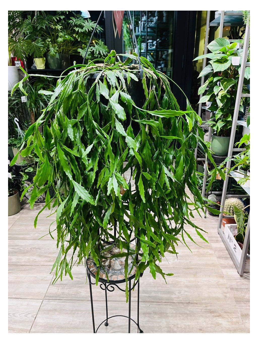 Rhipsalis hängende Pflanze