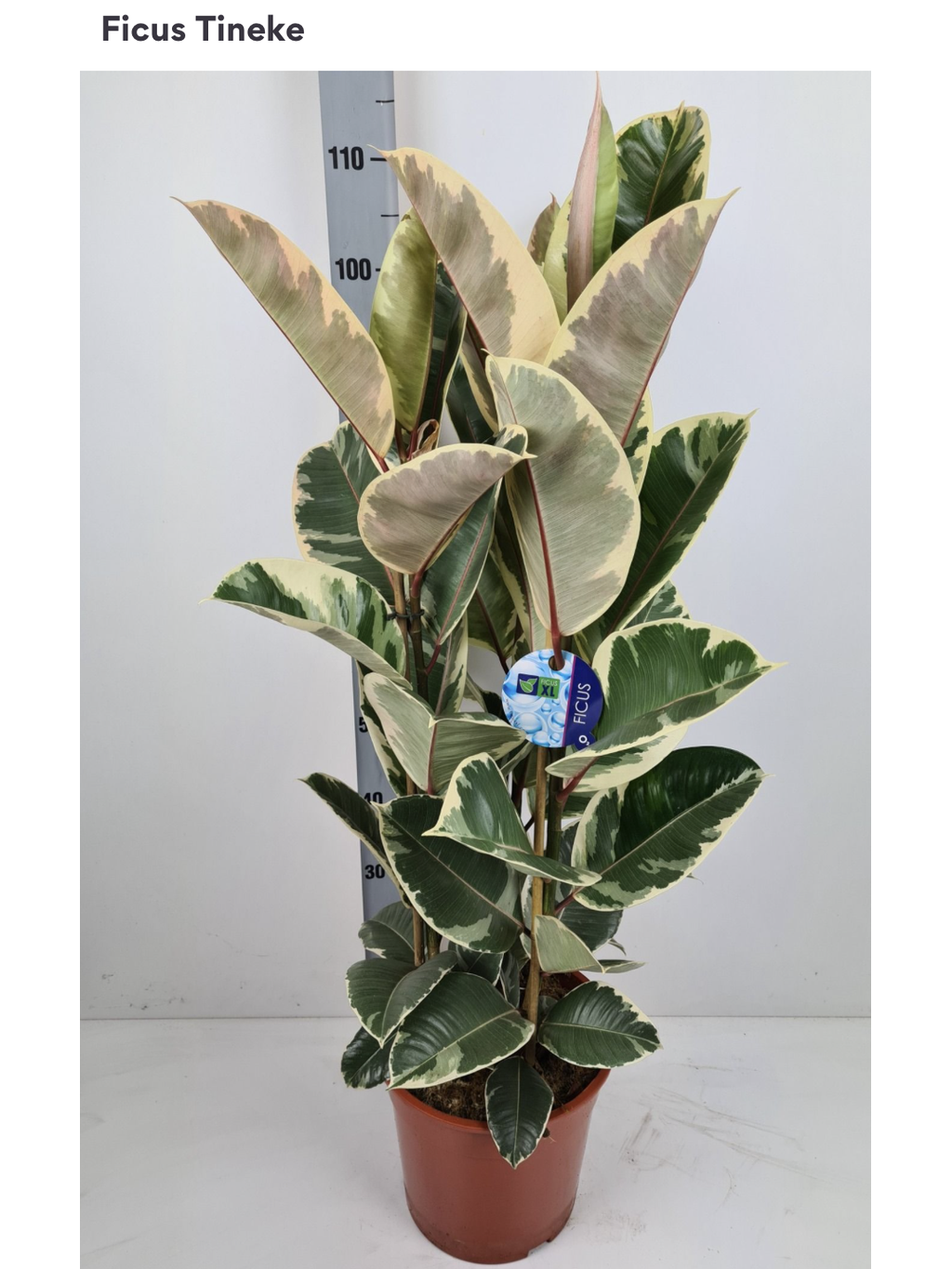 Ficus Tineke – elegant marbled rubber plant