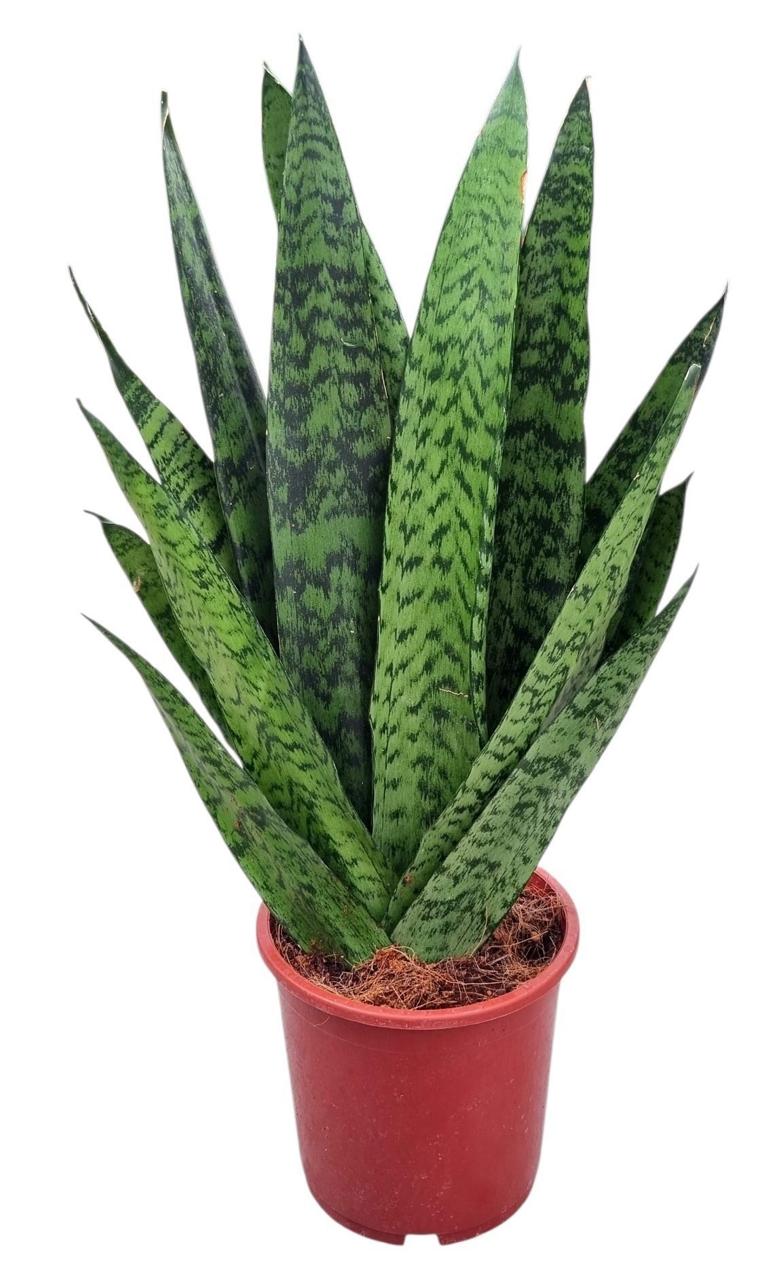 Tchýnin jazyk – Sansevieria trifasciata