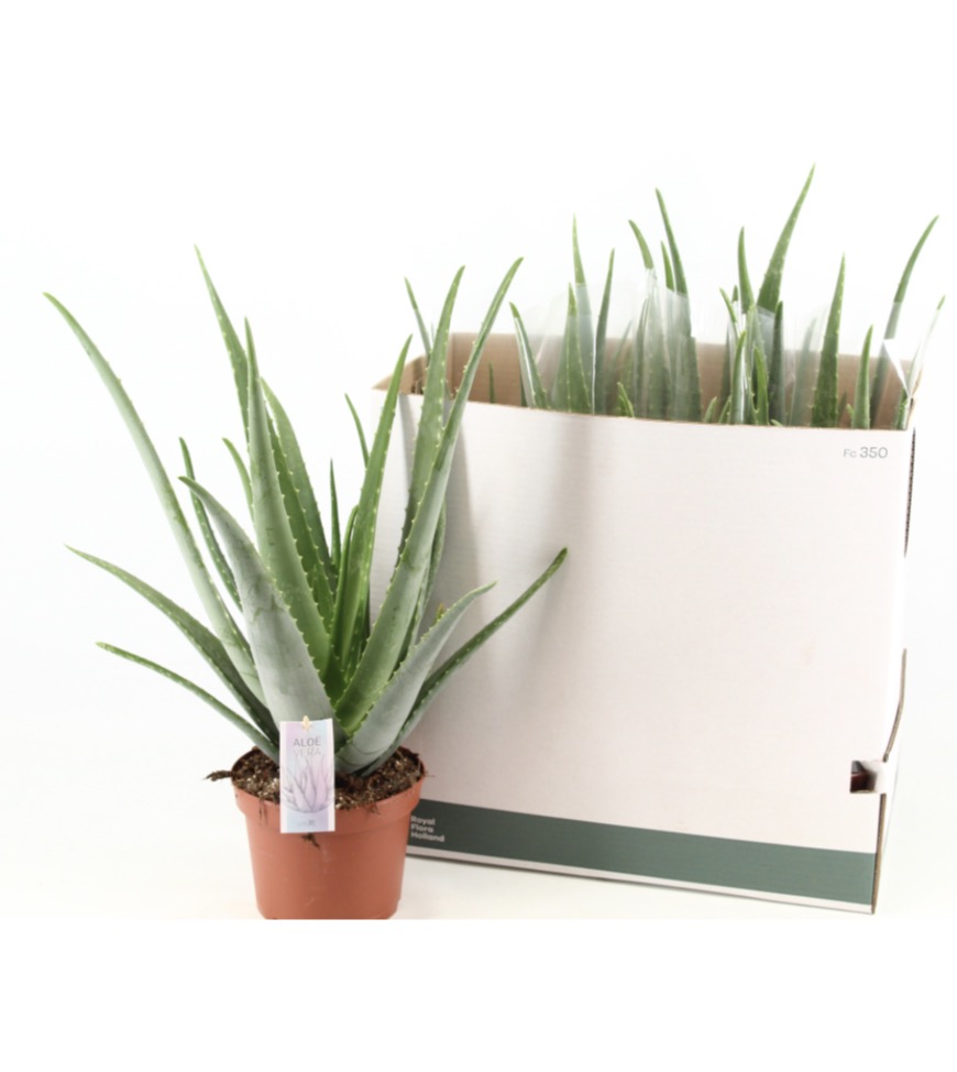 Aloe Vera velká