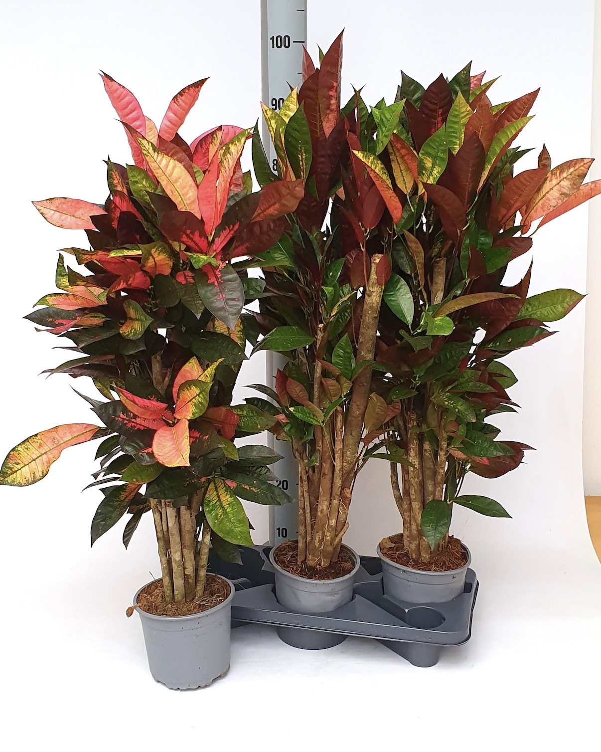Codiaeum variegatum 'Mrs. Iceton