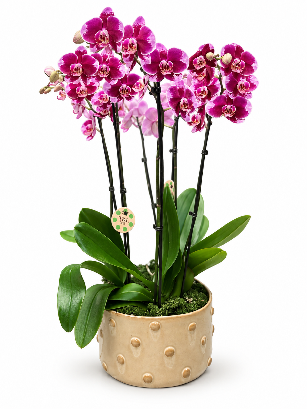Orchidea Phalaenopsis Deluxe se šesti výhony