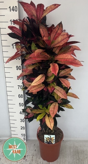 Codiaeum Mrs. Iceton – exotická pokojová rostlina s barevnými listy
