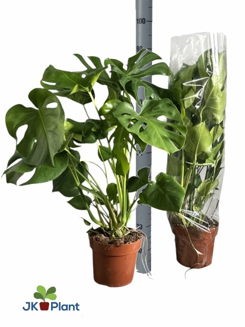 Monstera deliciosa – dekorativní pokojová rostlina