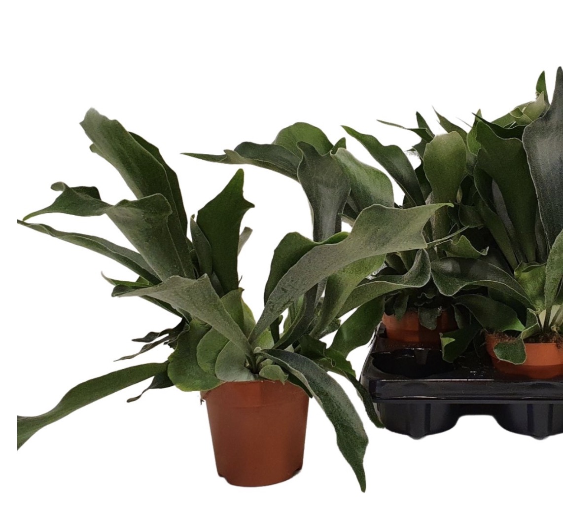 Parožnatka Platycerium bifurcatum – závěsná rostlina