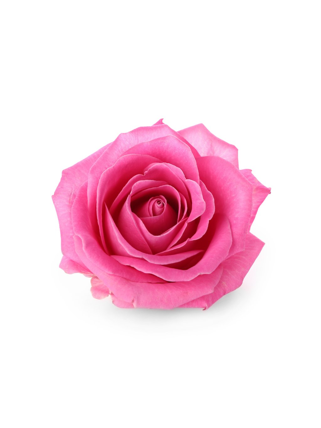 Großblumige rosa Rosen
