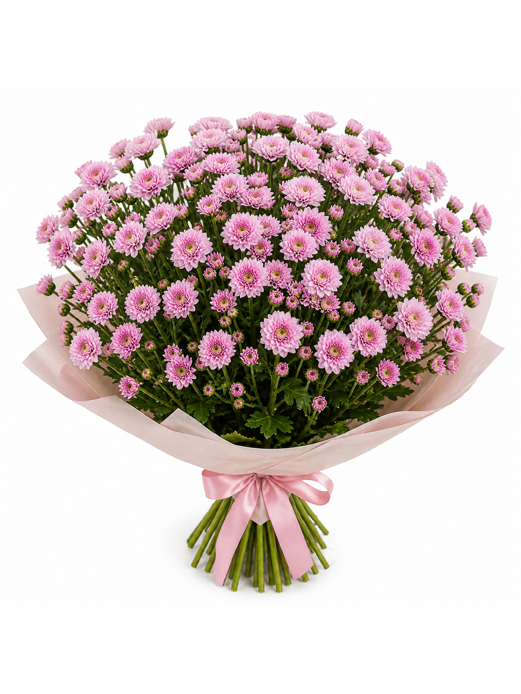 Chrysantémy santini