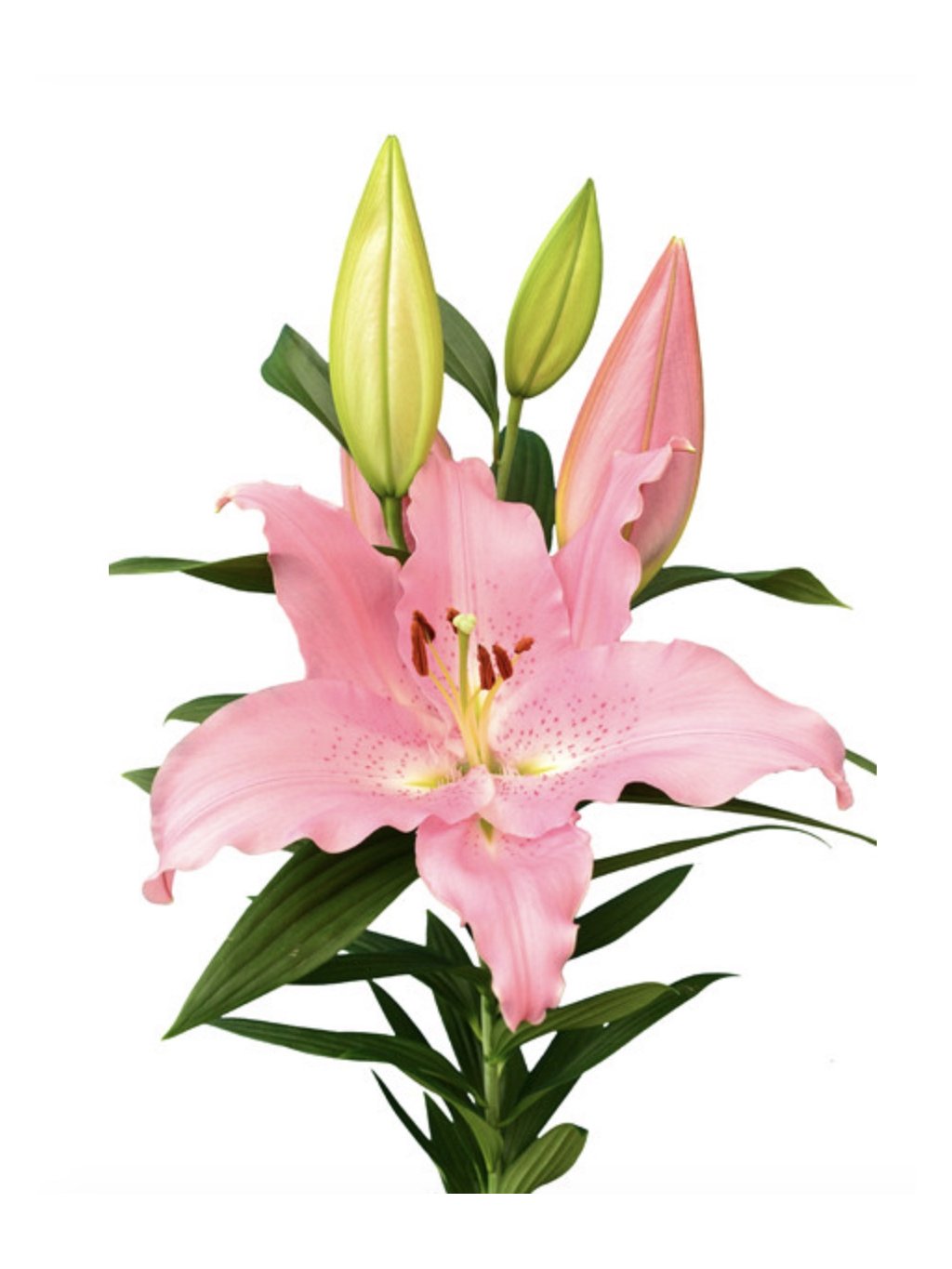 Royal Lily – Color Mix