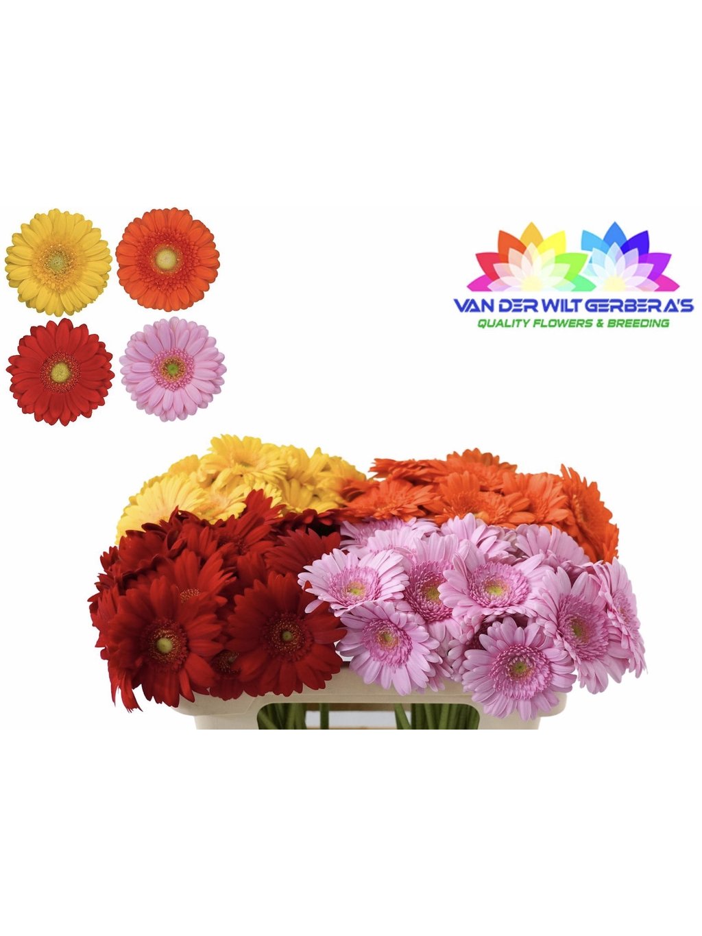 Gerbera velká