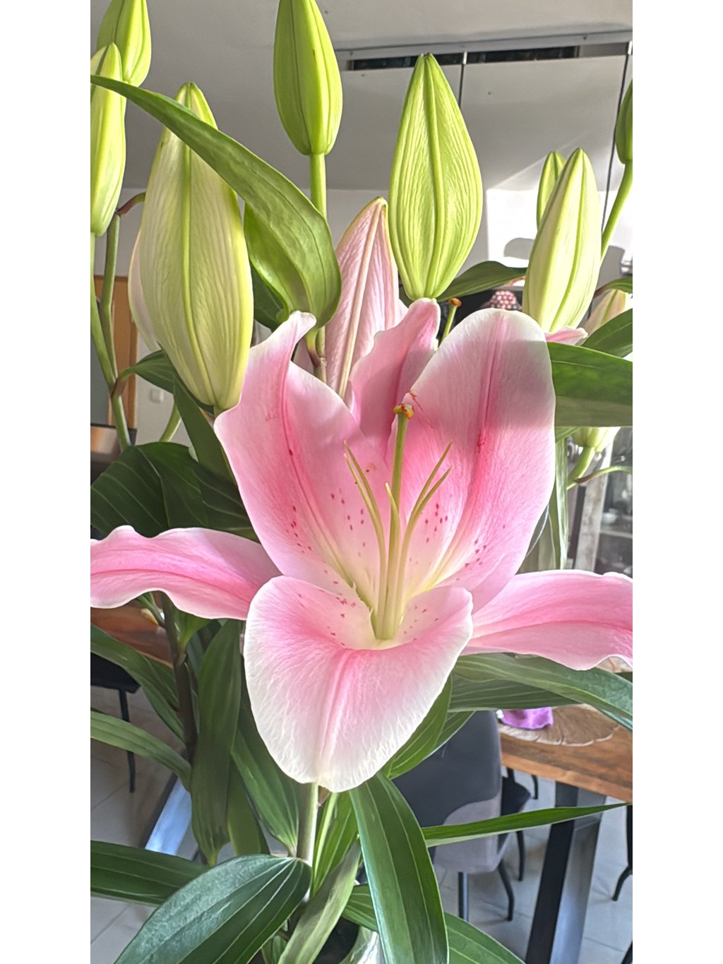 Royal Lily – Color Mix
