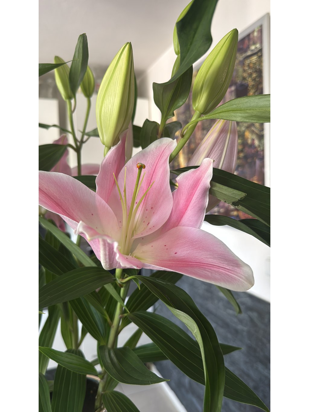 Royal Lily – Color Mix