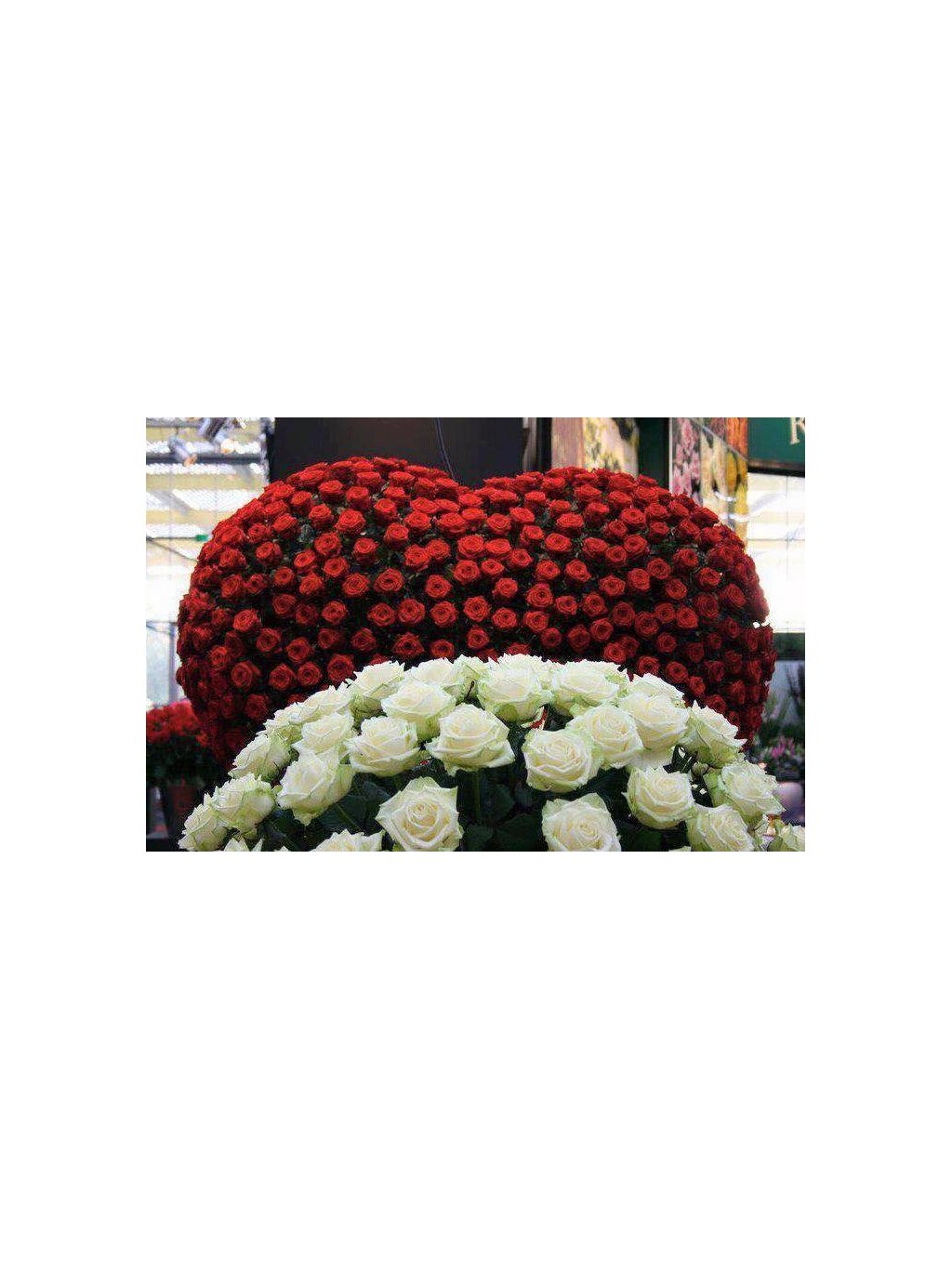 Strauß mit 49 großblütigen weißen Rosen